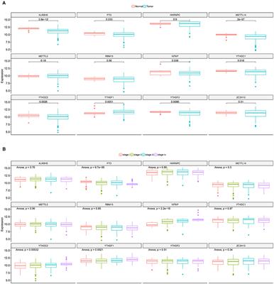 Exploration of Potential Roles of m6A Regulators in Colorectal Cancer Prognosis